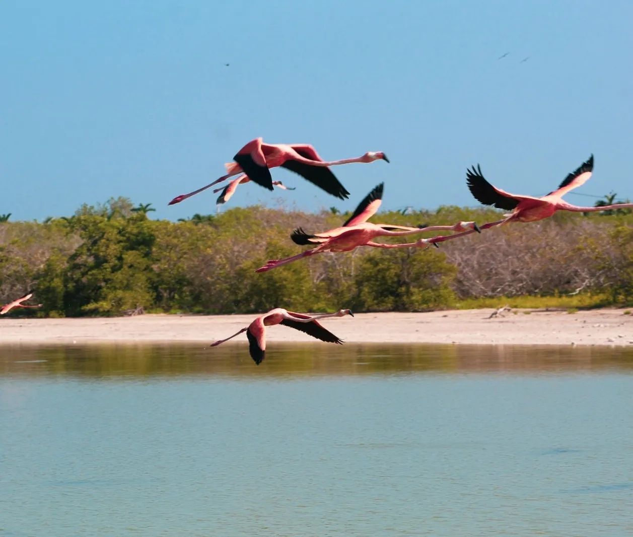 vol de flamand rose